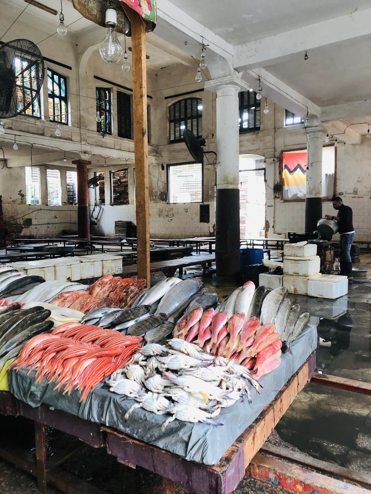 Fresh fish arranged on ice at an Alexandria market